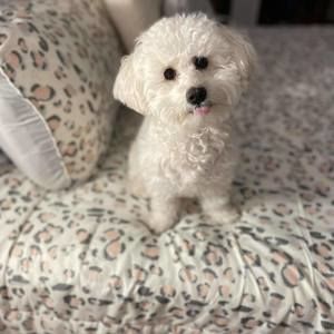 Meet your Posher, Bris